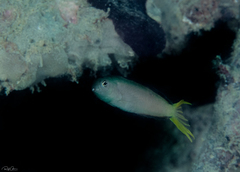 Meiacanthus mossambicus