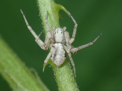 Philodromus marxi