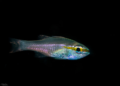 Ostorhinchus apogonoides