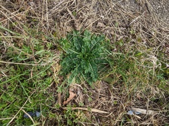 Dipsacus fullonum