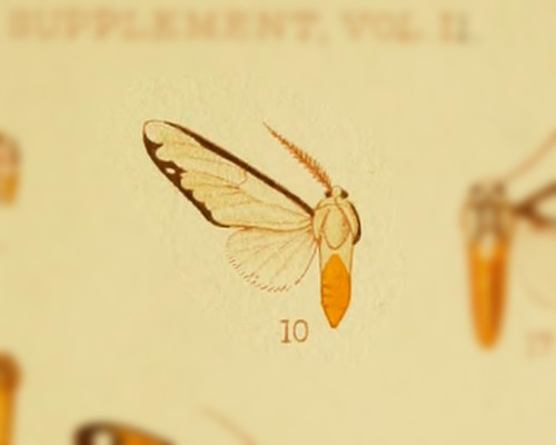 Robinsonia flavicorpus