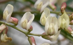 Astragalus aequalis