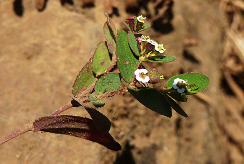 Euphorbia scordiifolia