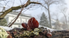 Auricularia