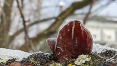 Auricularia