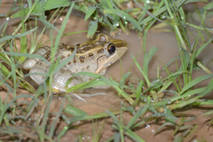 Leptodactylus macrosternum