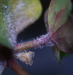 Podosphaera euphorbiae