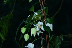 Clematis henryi