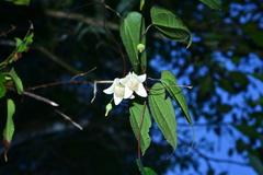 Clematis henryi