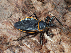 Apiomerus crassipes