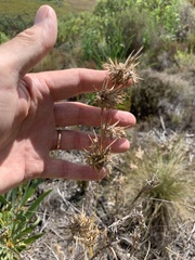 Cymbopogon marginatus