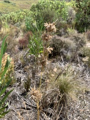 Cymbopogon marginatus