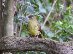 Chlorocichla flaviventris flaviventris
