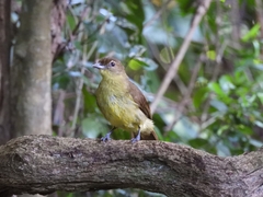 Chlorocichla flaviventris flaviventris