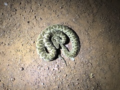 Bothrops mattogrossensis