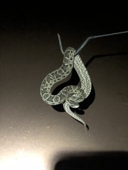 Bothrops mattogrossensis