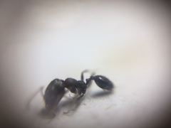 Trichomyrmex