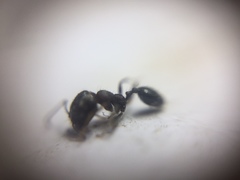 Trichomyrmex