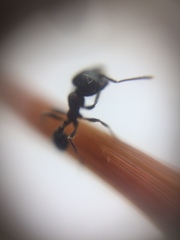 Trichomyrmex