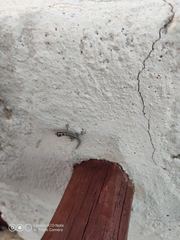 Lygodactylus mombasicus