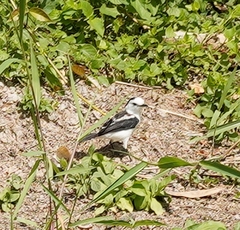 Fluvicola pica