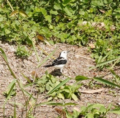 Fluvicola pica