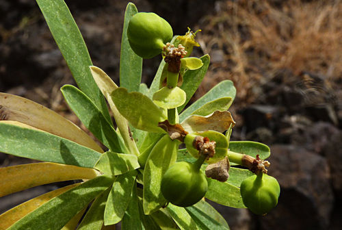 Euphorbia tuckeyana image