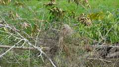 Myiozetetes cayanensis