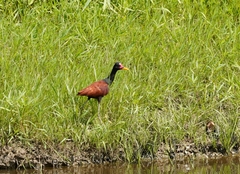 Jacana jacana