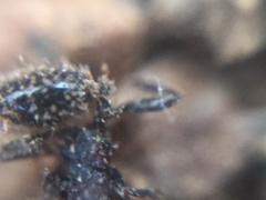 Trichomyrmex