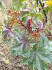 Ricinus communis