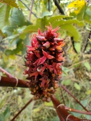 Ricinus communis
