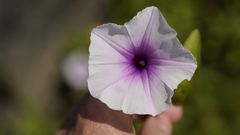 Ipomoea