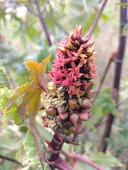 Ricinus communis
