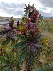 Ricinus communis