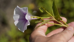 Ipomoea