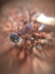 Meranoplus bicolor