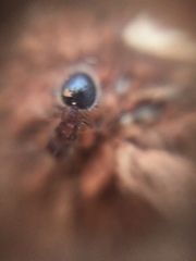 Meranoplus bicolor