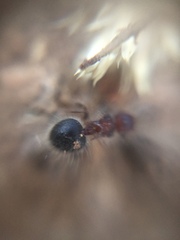 Meranoplus bicolor