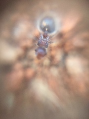 Meranoplus bicolor