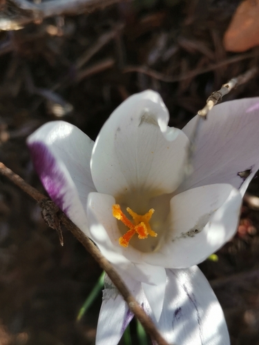 Crocus weldenii, photograph 3