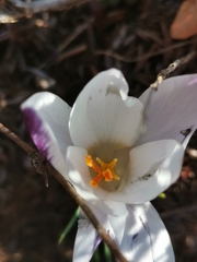 Crocus weldenii