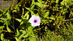 Ipomoea