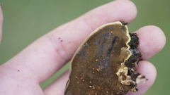 Phellinus