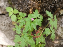 Geranium