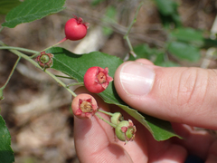 Amelanchier arborea arborea