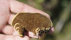 Phellinus