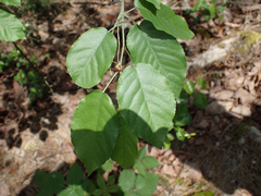 Amelanchier arborea arborea