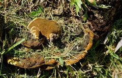 Phellinus