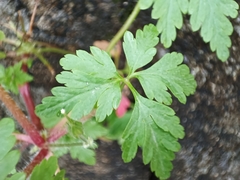 Geranium